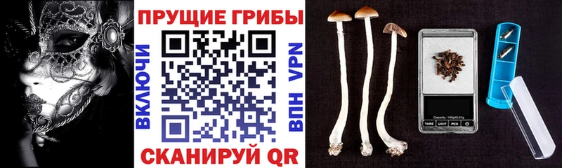 закладки  Унеча  Галлюциногенные грибы Psilocybe 